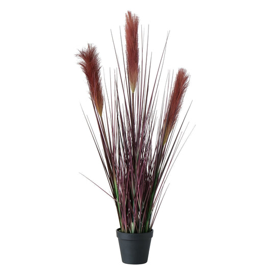 Plant in pot, Bristle Millet 1 DeluxeHomeartshop Belgien